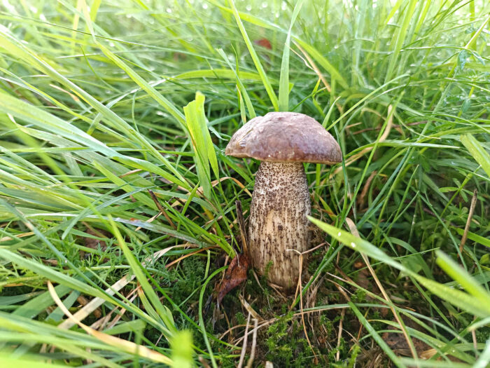 Leccimun melaneum – Schwärzlicher Birkenpilz, Fund in einem Park bei Birken