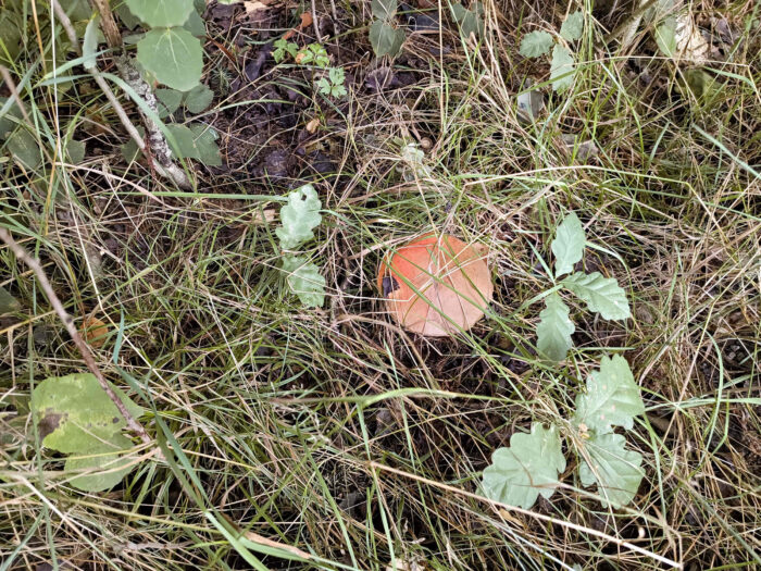 Leccinum aurantiacum – Laubwald-Rotkappe, gut versteckt im Gras