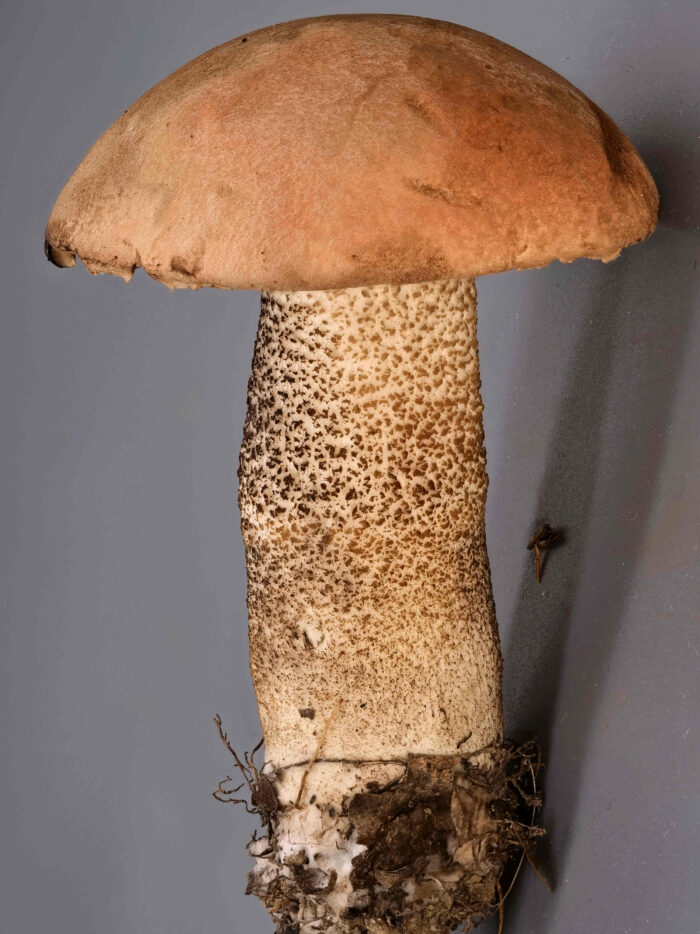 Leccinum aurantiacum – Laubwald-Rotkappe, typisch sind die rotbraunen Stielschuppen