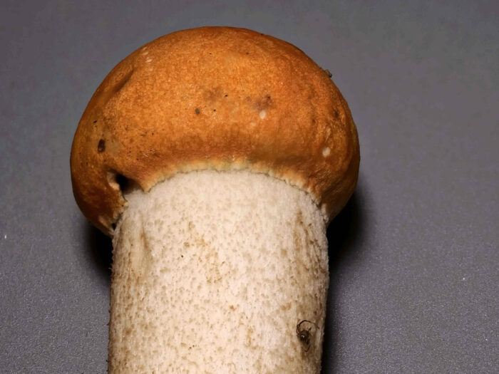 Leccinum aurantiacum – Laubwald-Rotkappe, das Makro zeigt die feinfilzige Hutoberfläche