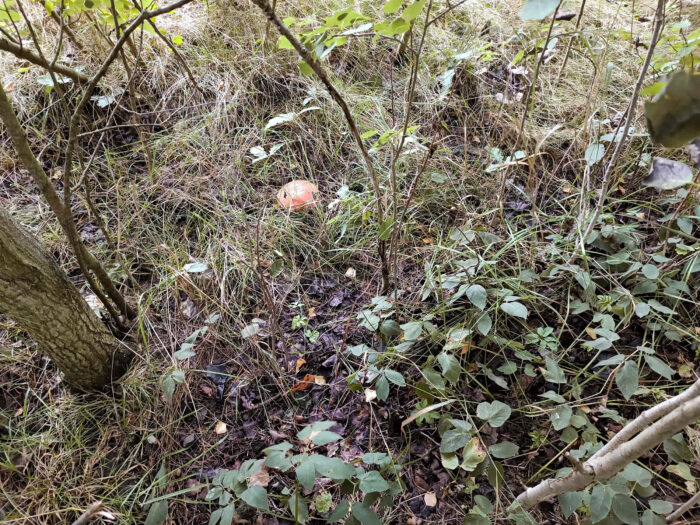 Leccinum aurantiacum – Laubwald-Rotkappe, Fundort ist ein Waldrand