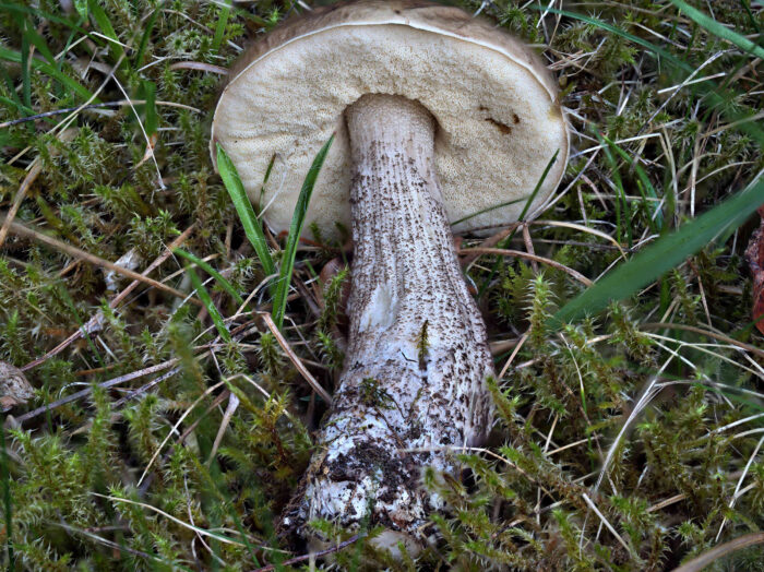 Leccinum griseum – Hainbuchen-Rauhfussröhrling, ein schönes, noch junges Exemplar