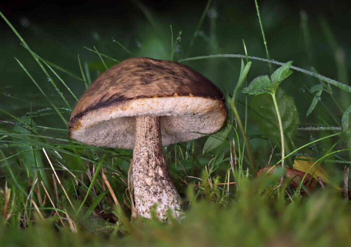 Leccinum griseum – Hainbuchen-Rauhfussröhrling, schon älteres Exemplar