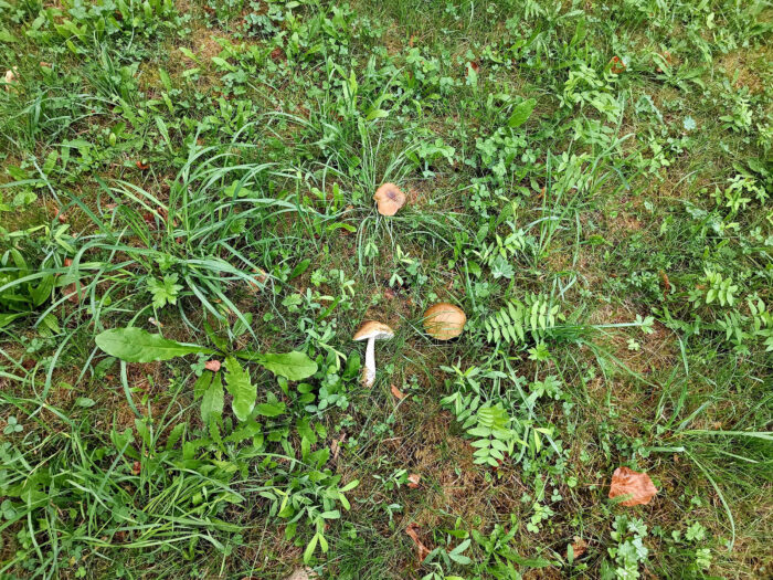 Leccinum griseum – Hainbuchen-Rauhfussröhrling, guter Größenvergleich durch den Löwenzahn