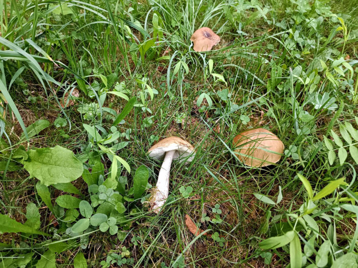 Leccinum griseum – Hainbuchen-Rauhfussröhrling, Fund im Gras unter einer Hainbuche