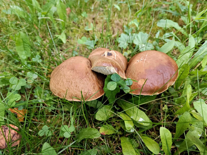 Leccinum griseum – Hainbuchen-Rauhfussröhrling, Gruppe älterer Fruchtkörper