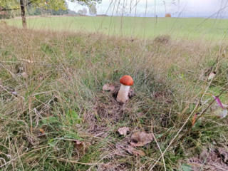 Leccinum leucopodium &ndash; Wei&szlig;stielige Espen-Rotkappe, typisch ist der wei&szlig;e Stiel