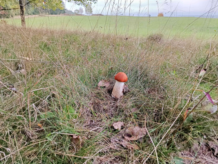 Leccinum leucopodium – Weißstielige Espen-Rotkappe, typisch ist der weiße Stiel