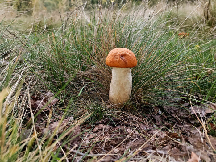 Leccinum leucopodium – Weißstielige Espen-Rotkappe, wunderschönes Exemplar dieses geschützten Pilzes