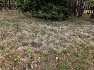 Leccinum leucopodium &ndash; Wei&szlig;stielige Espen-Rotkappe, Fundort ist ein Waldrand mit Fichten, Birken und Espen