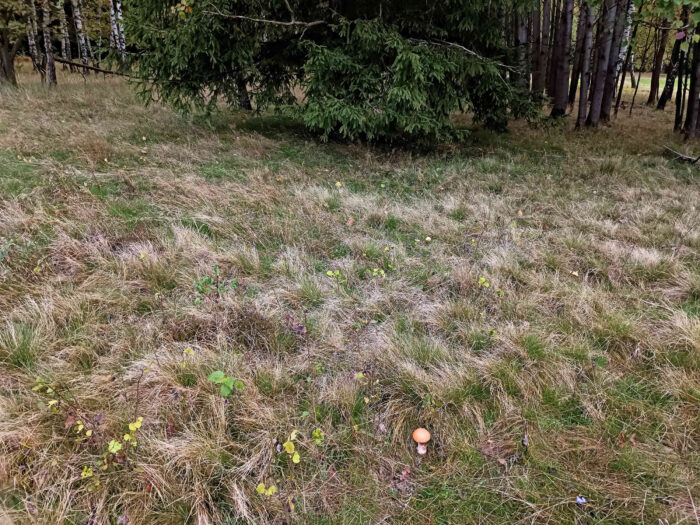 Leccinum leucopodium – Weißstielige Espen-Rotkappe, Fundort ist ein Waldrand mit Fichten, Birken und Espen