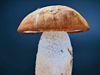 Leccinum leucopodium &ndash; Wei&szlig;stielige Espen-Rotkappe, Studioaufnahme