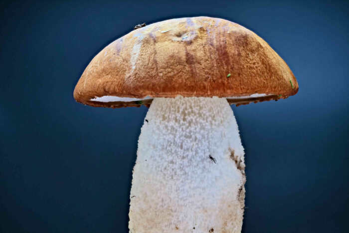 Leccinum leucopodium – Weißstielige Espen-Rotkappe, Studioaufnahme