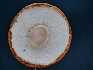 Leccinum leucopodium &ndash; Wei&szlig;stielige Espen-Rotkappe, die R&ouml;hren sind sehr dicht und fein, die Huthaut ist umgeschlagen