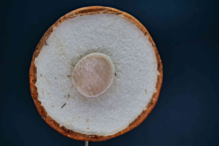 Leccinum leucopodium – Weißstielige Espen-Rotkappe, die Röhren sind sehr dicht und fein, die Huthaut ist umgeschlagen