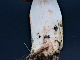 Leccinum leucopodium &ndash; Wei&szlig;stielige Espen-Rotkappe, die Stielbeflockung ist wei&szlig;