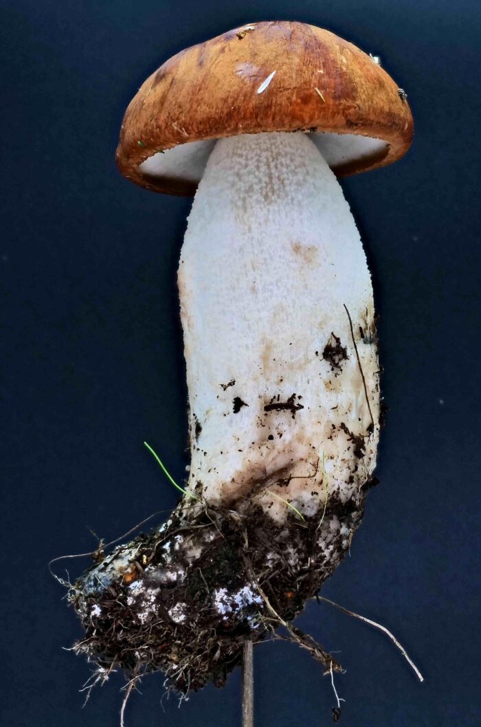 Leccinum leucopodium – Weißstielige Espen-Rotkappe, die Stielbeflockung ist weiß