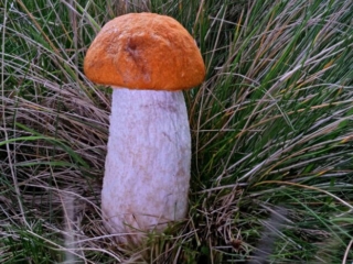 Leccinum leucopodium &ndash; Wei&szlig;stielige Espen-Rotkappe, ein Musterexemplar