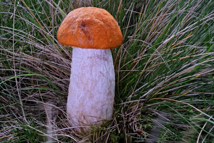Leccinum leucopodium – Weißstielige Espen-Rotkappe, ein Musterexemplar