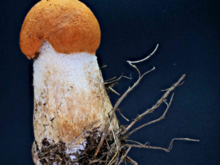 Leccinum leucopodium &ndash; Wei&szlig;stielige Espen-Rotkappe, im Makro sieht man die feinfilzige Hutoberfl&auml;che