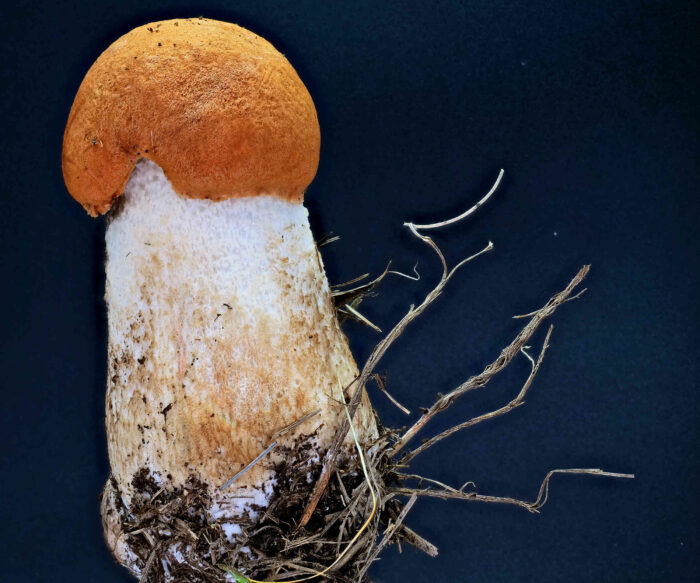 Leccinum leucopodium – Weißstielige Espen-Rotkappe, im Makro sieht man die feinfilzige Hutoberfläche