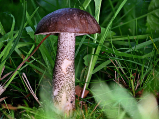 Leccinum scabrum &ndash; Gemeiner Birkenpilz, Birkenpilz im Gras, nass durch den Morgentau