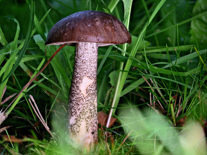 Leccinum scabrum – Gemeiner Birkenpilz, Birkenpilz im Gras, nass durch den Morgentau