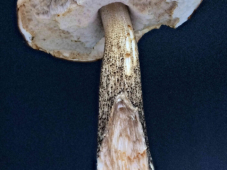 Leccinum scabrum &ndash; Gemeiner Birkenpilz, in diesem Zustand findet man die Pilze h&auml;ufig