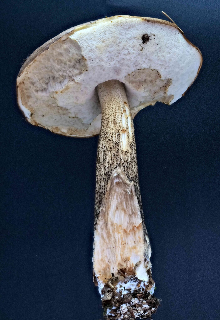 Leccinum scabrum – Gemeiner Birkenpilz, in diesem Zustand findet man die Pilze häufig