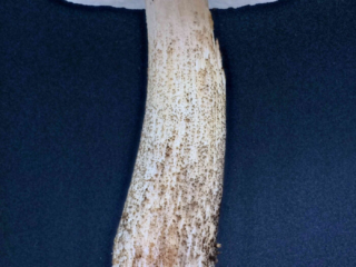 Leccinum scabrum &ndash; Gemeiner Birkenpilz, ein junges, unversehrtes Exemplar