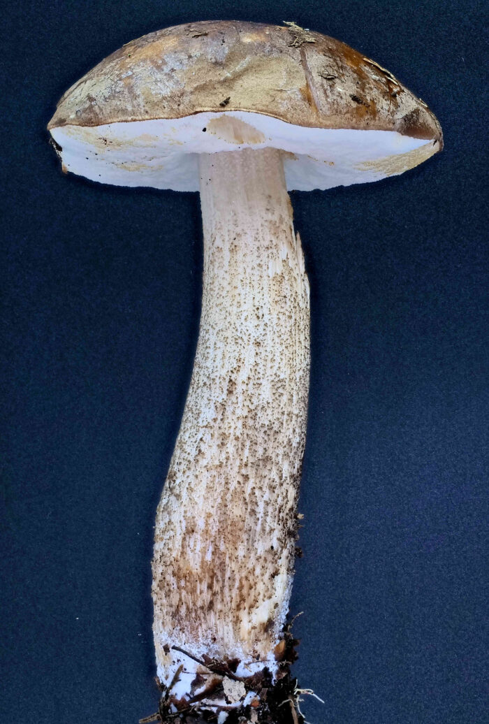 Leccinum scabrum – Gemeiner Birkenpilz, ein junges, unversehrtes Exemplar