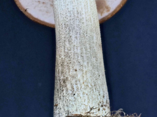 Leccinum scabrum &ndash; Gemeiner Birkenpilz, ganz jung ist der Hutrand leicht eingerollt