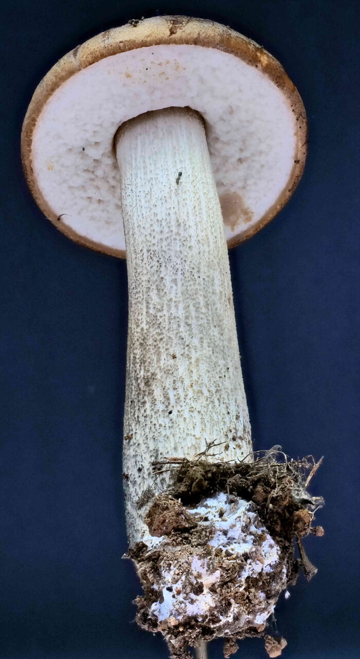 Leccinum scabrum – Gemeiner Birkenpilz, ganz jung ist der Hutrand leicht eingerollt