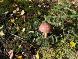 Leccinum scabrum &ndash; Gemeiner Birkenpilz, Fundort am Waldrand bei Birken