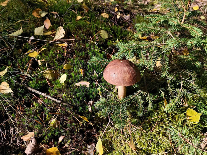 Leccinum scabrum – Gemeiner Birkenpilz, Fundort am Waldrand bei Birken