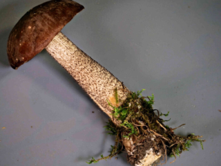 Leccinum scabrum &ndash; Gemeiner Birkenpilz, ein sehr sch&ouml;nes Exemplar, typisch die schwarze Stielbeflockung