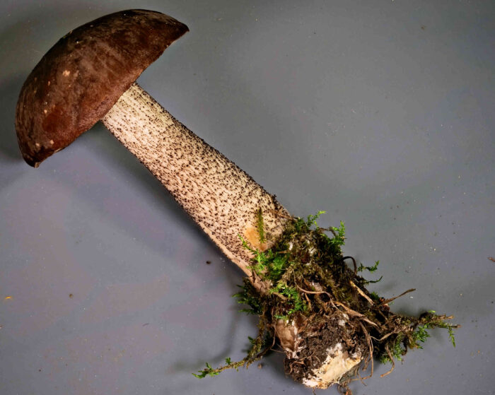 Leccinum scabrum – Gemeiner Birkenpilz, ein sehr schönes Exemplar, typisch die schwarze Stielbeflockung