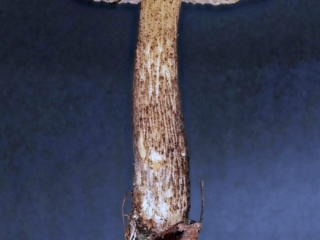 Leccinum scabrum &ndash; Gemeiner Birkenpilz, ausgewachsenes Exemplar mit allen typischen Merkmalen