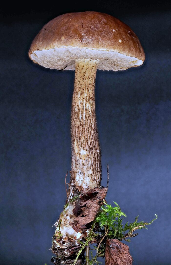 Leccinum scabrum – Gemeiner Birkenpilz, ausgewachsenes Exemplar mit allen typischen Merkmalen