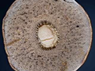 Leccinum scabrum &ndash; Gemeiner Birkenpilz, Blick auf die im Alter grauen R&ouml;hren