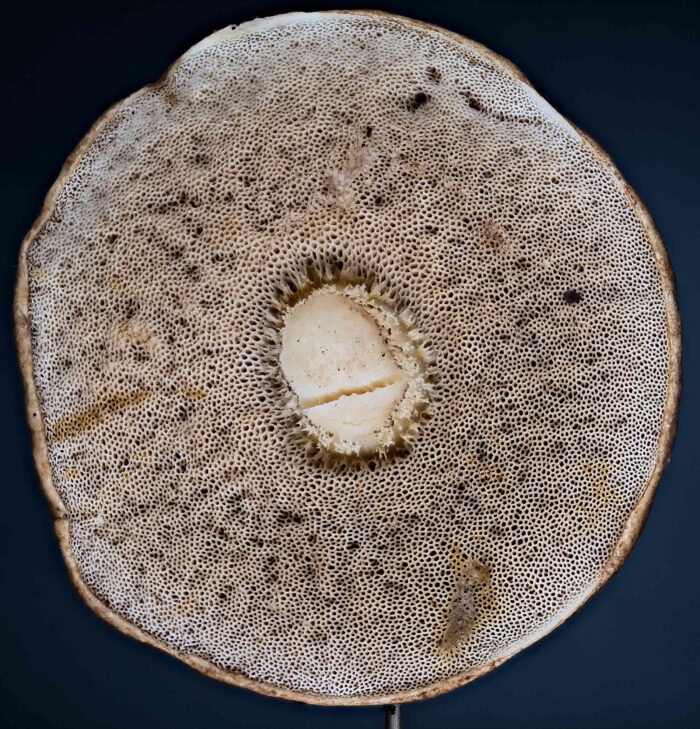 Leccinum scabrum – Gemeiner Birkenpilz, Blick auf die im Alter grauen Röhren