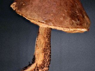 Leccinum scabrum &ndash; Gemeiner Birkenpilz, ein altes Exemplar dieser gesch&uuml;tzten Pilzart