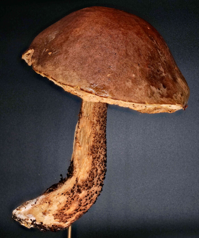 Leccinum scabrum – Gemeiner Birkenpilz, ein altes Exemplar dieser geschützten Pilzart