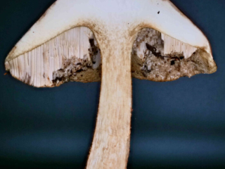 Leccinum scabrum &ndash; Gemeiner Birkenpilz, Schnittbild