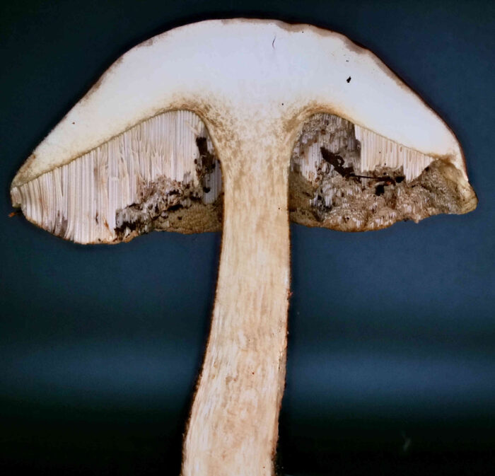 Leccinum scabrum – Gemeiner Birkenpilz, Schnittbild