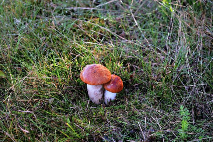 Leccinum versipelle– Birken-Rotkappe, Fund im Morgentau