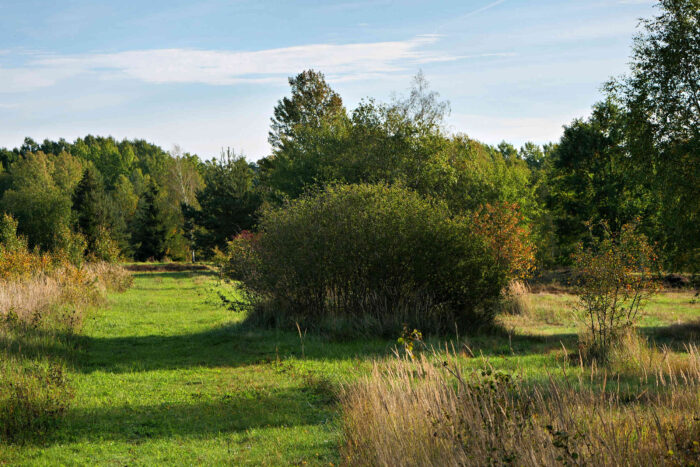 Leccinum versipelle– Birken-Rotkappe, typischer Fundort mit Birken und anderen Laubgehölzen