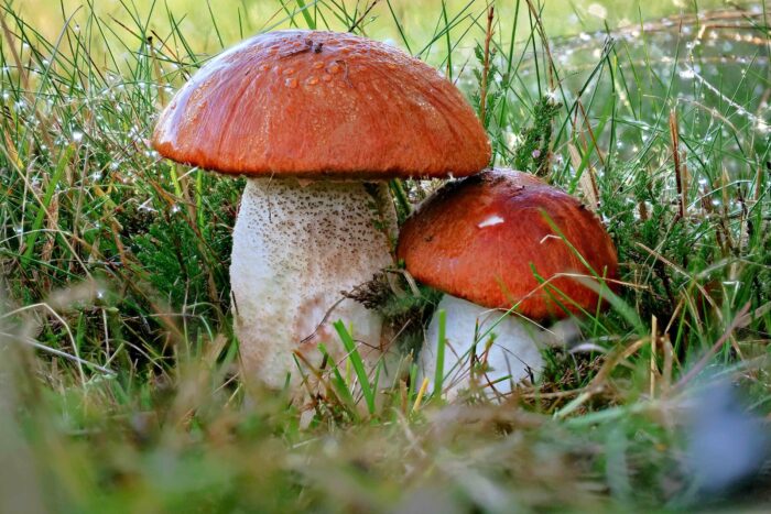 Leccinum versipelle– Birken-Rotkappe, wie aus dem Bilderbuch