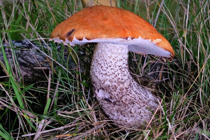 Leccinum versipelle– Birken-Rotkappe, man erkennt gut den flatterigen Hutrand und die typische Stielschuppen