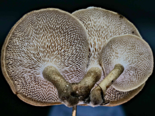 Lentinus arcularius &ndash; Weitl&ouml;cheriger Stielporling, arttypisch sind die gro&szlig;en, langgezogenen Poren
